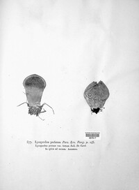 Lycoperdon perlatum image